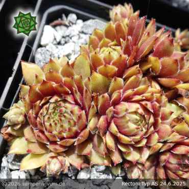 Preview: Sempervivum 'Rectoni' Typ AS