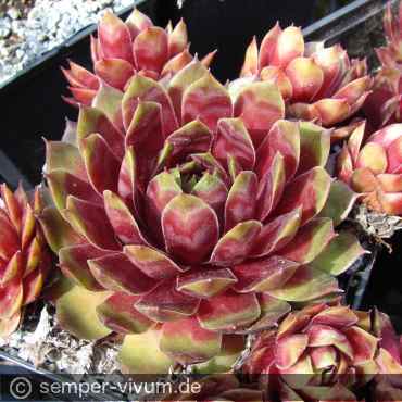 Preview: aufgenommen am 26.5.2011