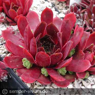 aufgenommen am 3.6.2004