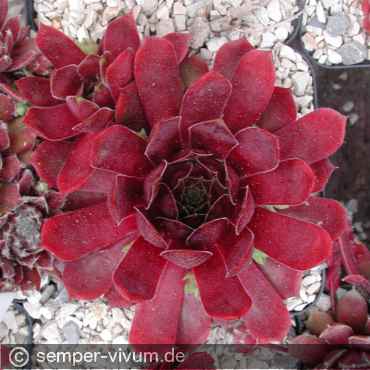 Preview: aufgenommen am 3.6.2004