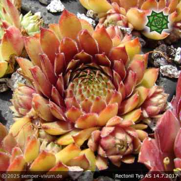 Sempervivum 'Rectoni' Typ AS
