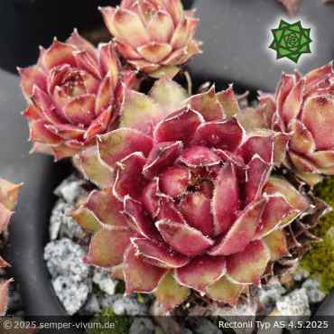 Preview: Sempervivum 'Rectoni' Typ AS
