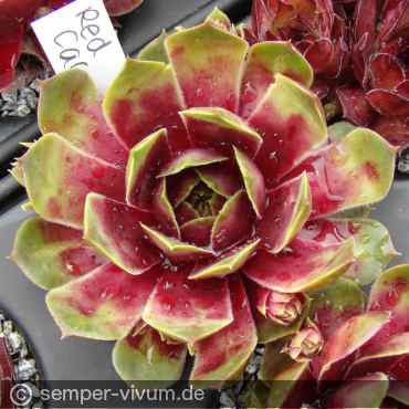 Preview: aufgenommen am 13.5.2017