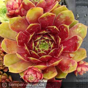 aufgenommen am 27.6.2017