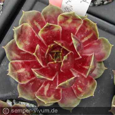 Preview: aufgenommen am 31.5.2018