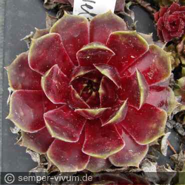 Preview: aufgenommen am 30.4.2018