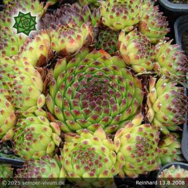 Sempervivum 'Reinhard'