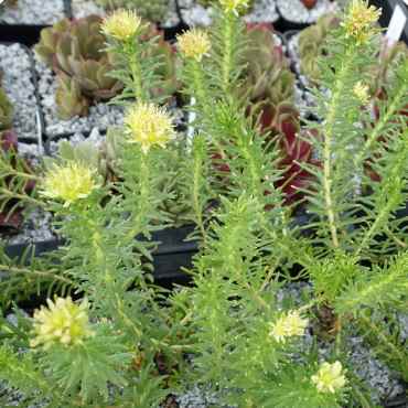 Rhodiola wallichiana crassipes