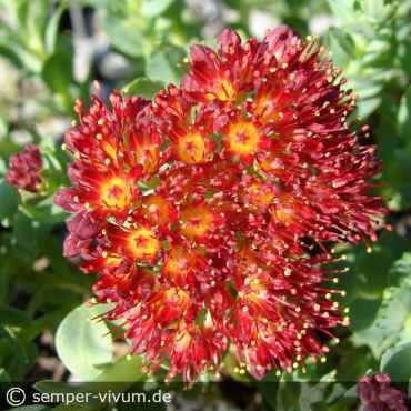 Preview: die Blüten der Mutterpflanze, aufgenommen am 15. April 2009