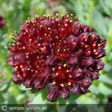 Preview: aufgenommen am 8. Mai 2021