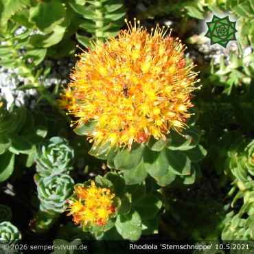 Preview: Rhodiola 'Sternschnuppe'