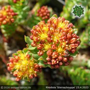 Rhodiola 'Sternschnuppe'