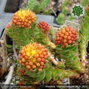 Preview: Rhodiola 'Sternschnuppe'