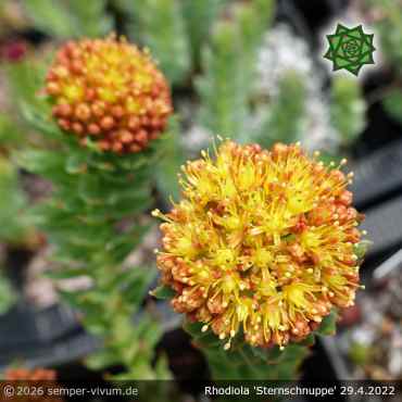 Rhodiola 'Sternschnuppe'