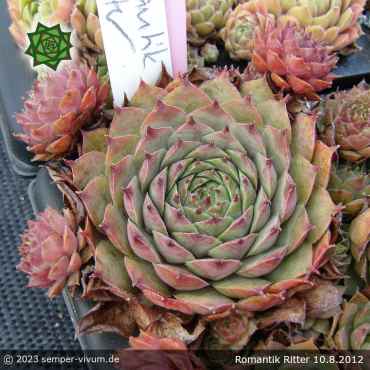 Sempervivum 'Romantik Ritter'