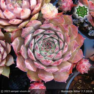 Sempervivum 'Romantik Ritter'