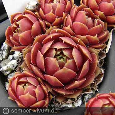 aufgenommen am 1.5.2017