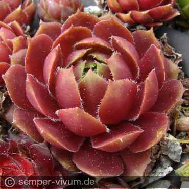 Preview: aufgenommen am 1.5.2017