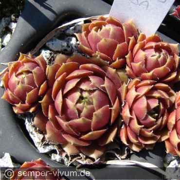 aufgenommen am 10.4.2017