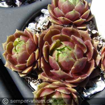 Preview: aufgenommen am 17.4.2019