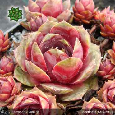 Sempervivum 'Rosenherz'