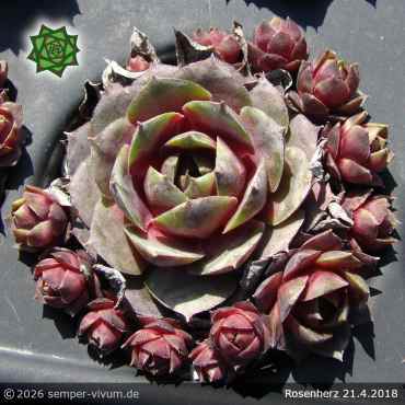 Preview: Sempervivum 'Rosenherz'