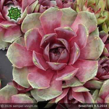 Preview: Sempervivum 'Rosenherz'