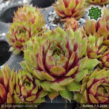 Preview: Sempervivum 'Rubens'