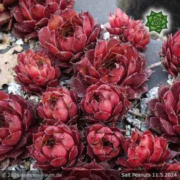 Preview: Sempervivum 'Salt Peanuts'