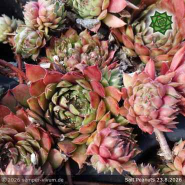 Sempervivum 'Salt Peanuts'