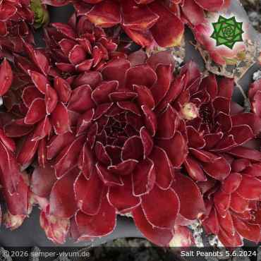 Preview: Sempervivum 'Salt Peanuts'