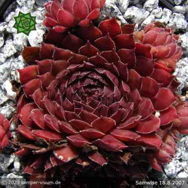 Sempervivum 'Samwise'