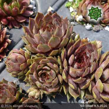 Sempervivum 'Saruman'