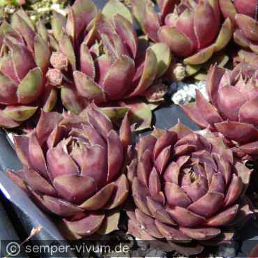 Sempervivum 'Saturn'