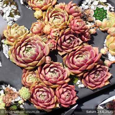 Sempervivum 'Saturn'