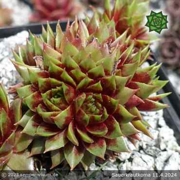 Sempervivum 'Sauerkrautkoma'