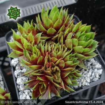 Preview: Sempervivum 'Sauerkrautkoma'