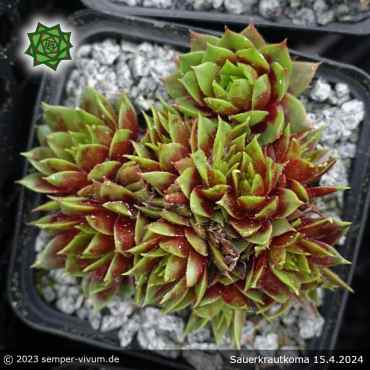 Preview: Sempervivum 'Sauerkrautkoma'