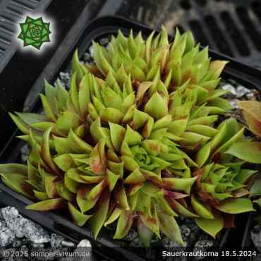 Preview: Sempervivum 'Sauerkrautkoma'