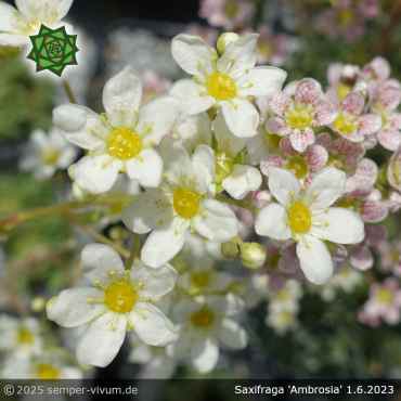 Saxifraga 'Ambrosia'
