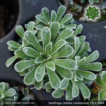 Saxifraga callosa var. australis 'Lantoscana'