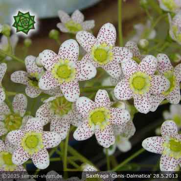 Saxifraga 'Canis-Dalmatica' Klon