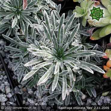 Saxifraga crustata 'Rex'
