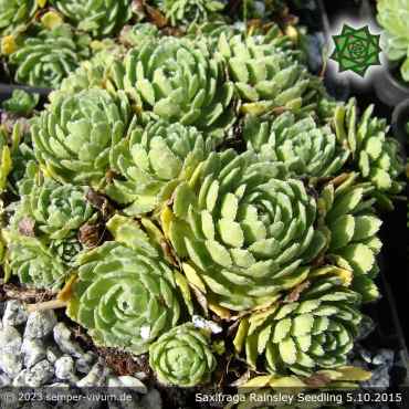 Saxifraga 'Rainsley Seedling'