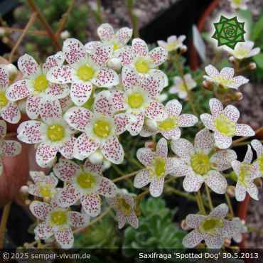 Saxifraga 'Spotted Dog' (links) + die angebotene Saxifraga 'Canis-Dalmatica' (rechts)