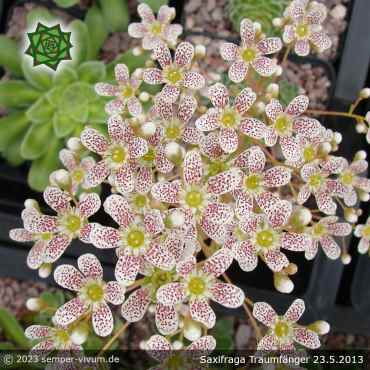 Saxifraga 'Traumfänger'