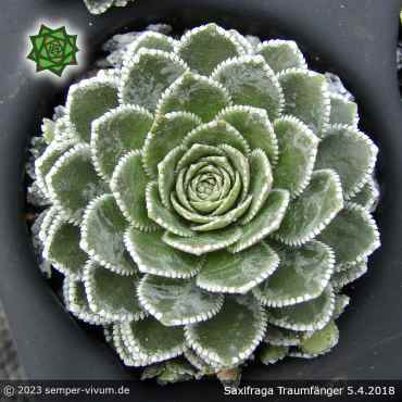 Saxifraga 'Traumfänger'