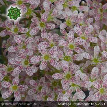 Saxifraga 'Traumfänger'