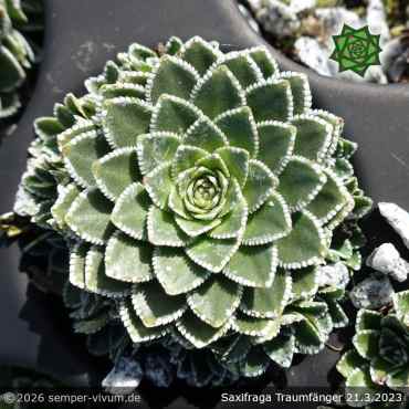 Preview: Saxifraga 'Traumfänger'