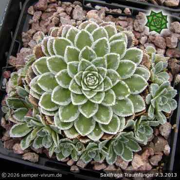 Saxifraga 'Traumfänger'